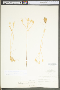 Ornithogalum umbellatum image