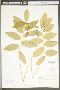 Polygonatum pubescens image