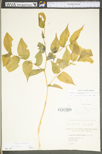 Prosartes lanuginosa image