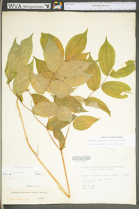 Prosartes lanuginosa image