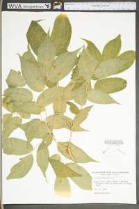 Prosartes lanuginosa image