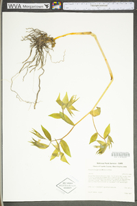 Prosartes lanuginosa image