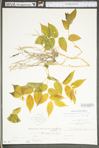 Prosartes lanuginosa image