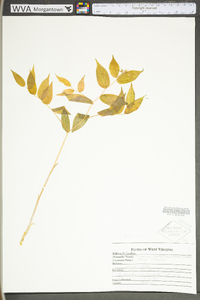 Prosartes lanuginosa image