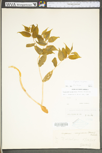 Prosartes lanuginosa image