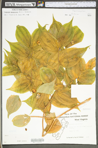 Prosartes lanuginosa image