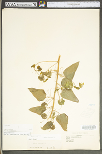 Smilax herbacea image