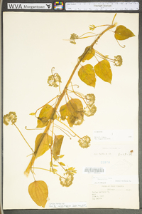 Smilax herbacea image