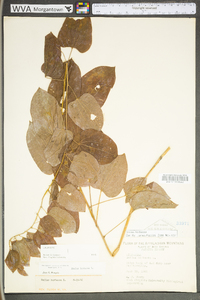 Smilax herbacea image