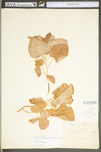 Smilax herbacea image