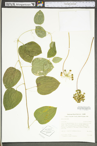 Smilax herbacea image