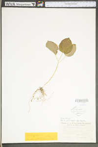 Smilax herbacea image