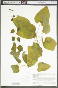 Smilax herbacea image