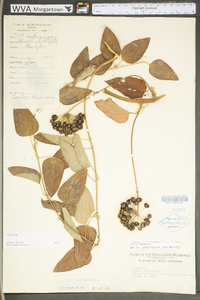 Smilax herbacea image