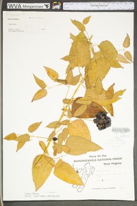 Smilax herbacea image