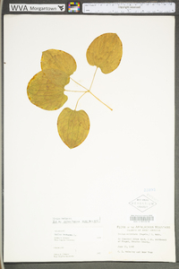 Smilax herbacea image