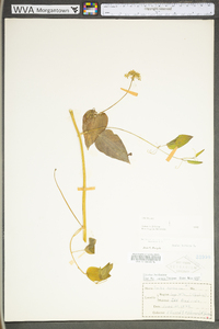 Smilax herbacea image