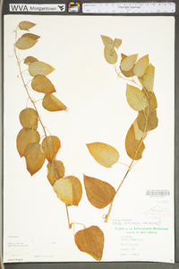 Smilax herbacea image