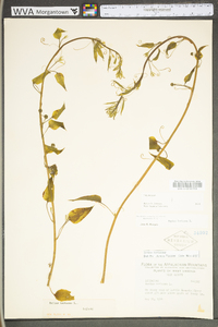 Smilax herbacea image