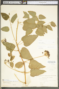 Smilax herbacea image