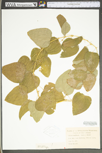 Smilax herbacea image