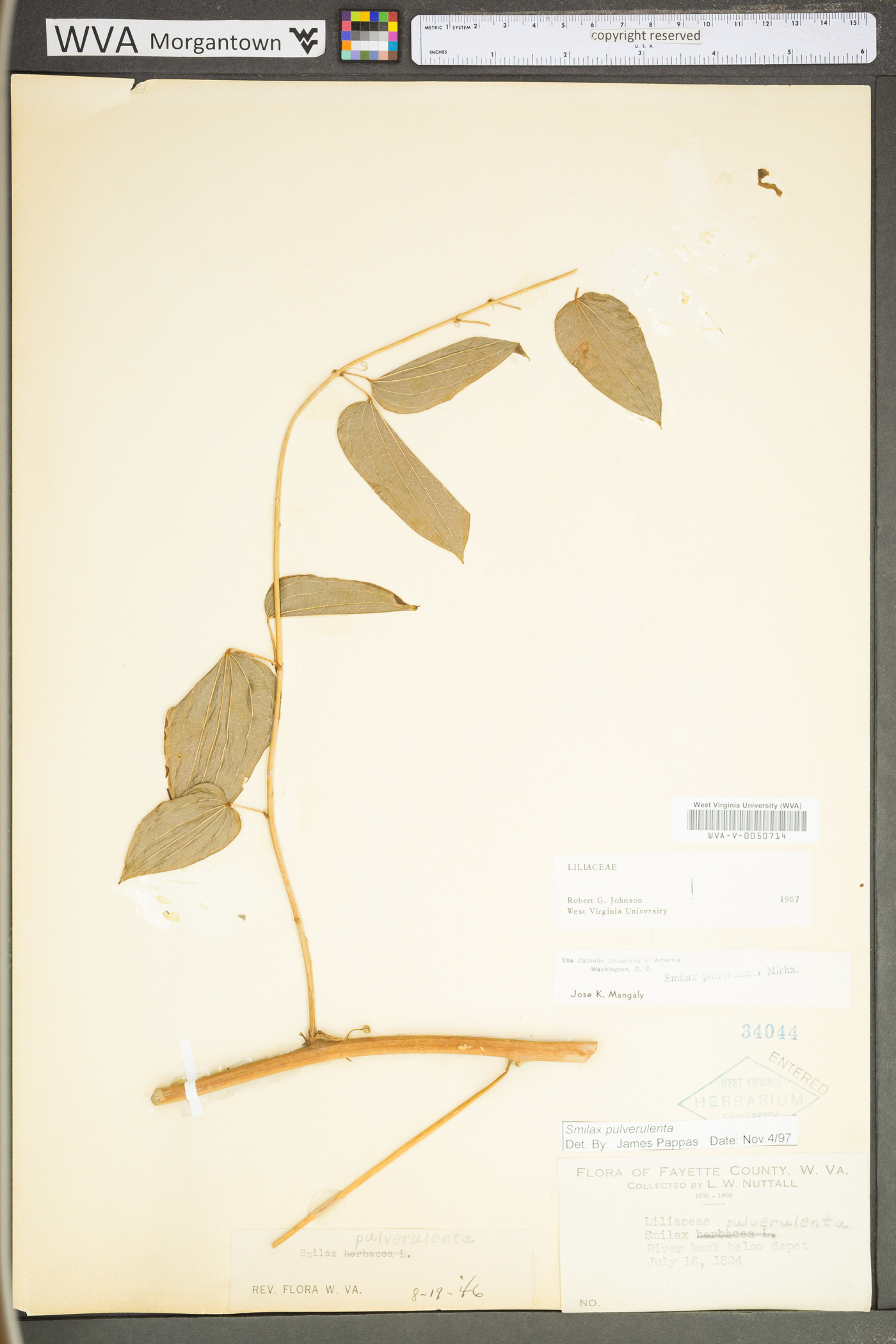 Smilax pulverulenta image