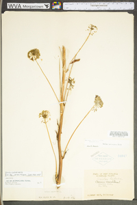 Smilax pulverulenta image