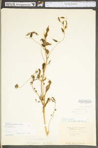 Smilax pulverulenta image