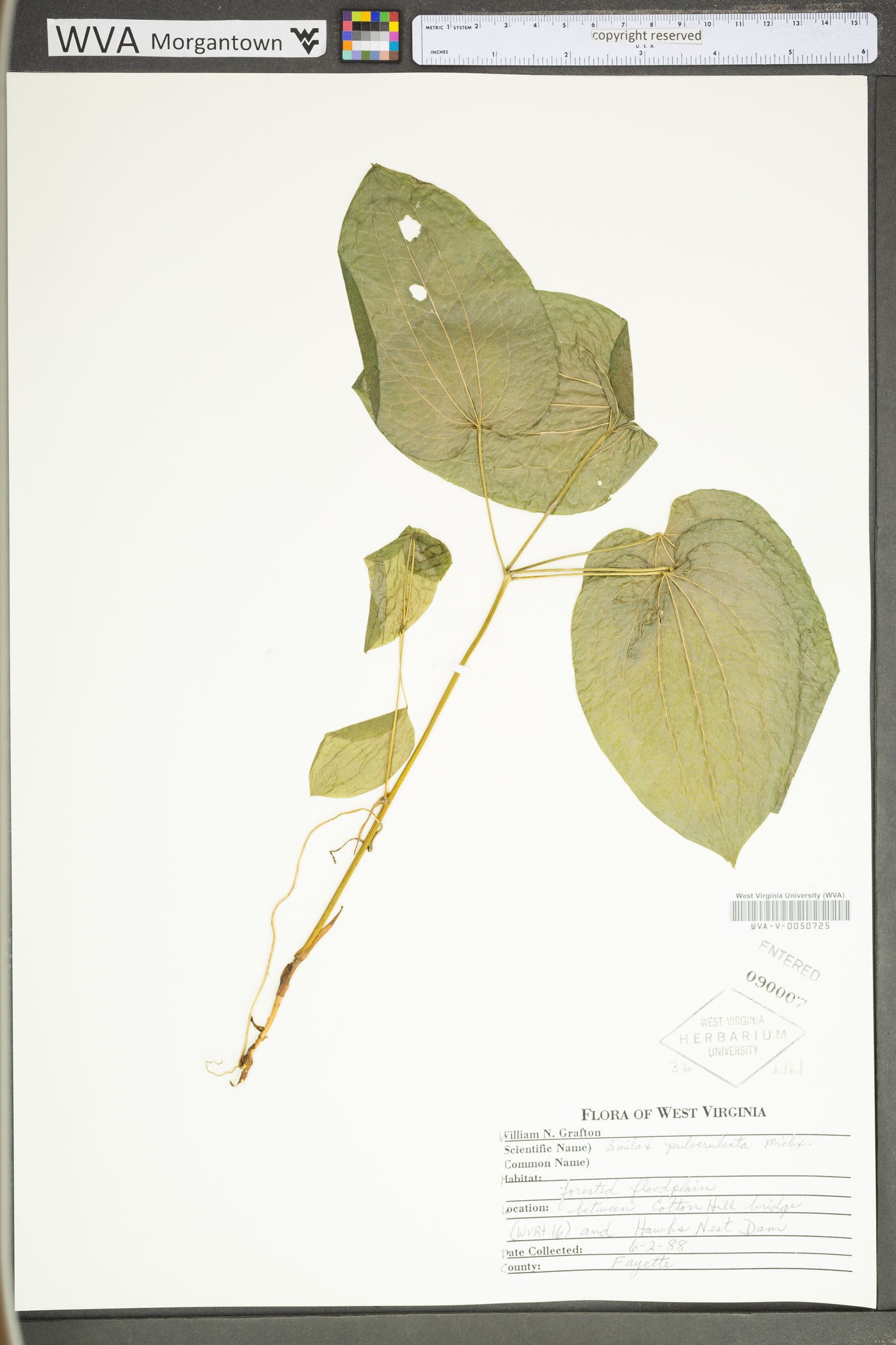 Smilax pulverulenta image