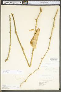 Smilax tamnoides image