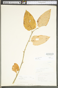 Smilax tamnoides image