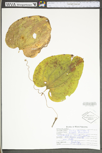 Smilax tamnoides image