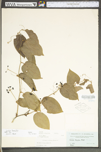 Smilax tamnoides image