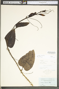 Smilax tamnoides image