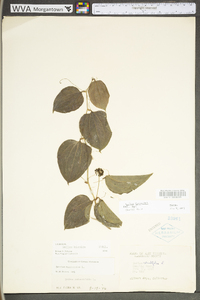 Smilax tamnoides image