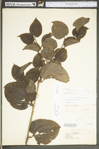 Smilax tamnoides image