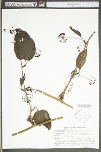 Smilax tamnoides image