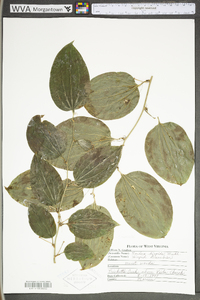 Smilax tamnoides image