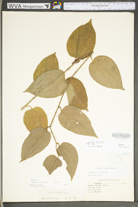 Smilax tamnoides image