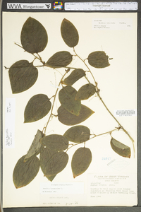 Smilax tamnoides image