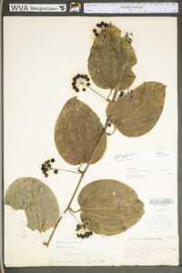 Smilax tamnoides image