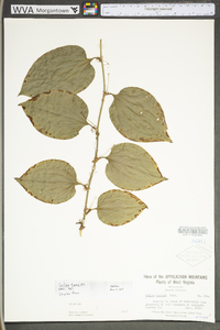 Smilax tamnoides image