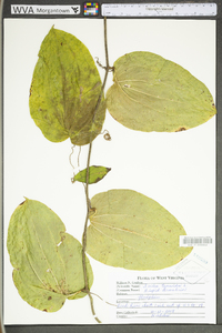 Smilax tamnoides image