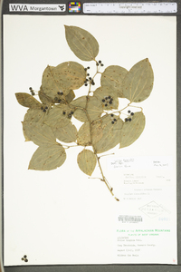 Smilax tamnoides image