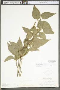 Smilax tamnoides image