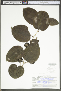 Smilax tamnoides image