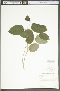 Smilax tamnoides image