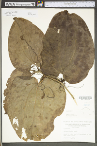 Smilax tamnoides image