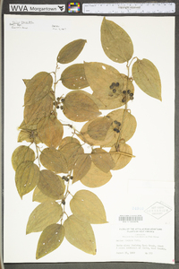 Smilax tamnoides image