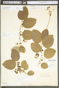 Smilax tamnoides image